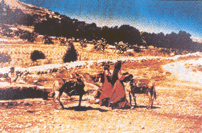 多坍野地的坑 (85911 bytes)